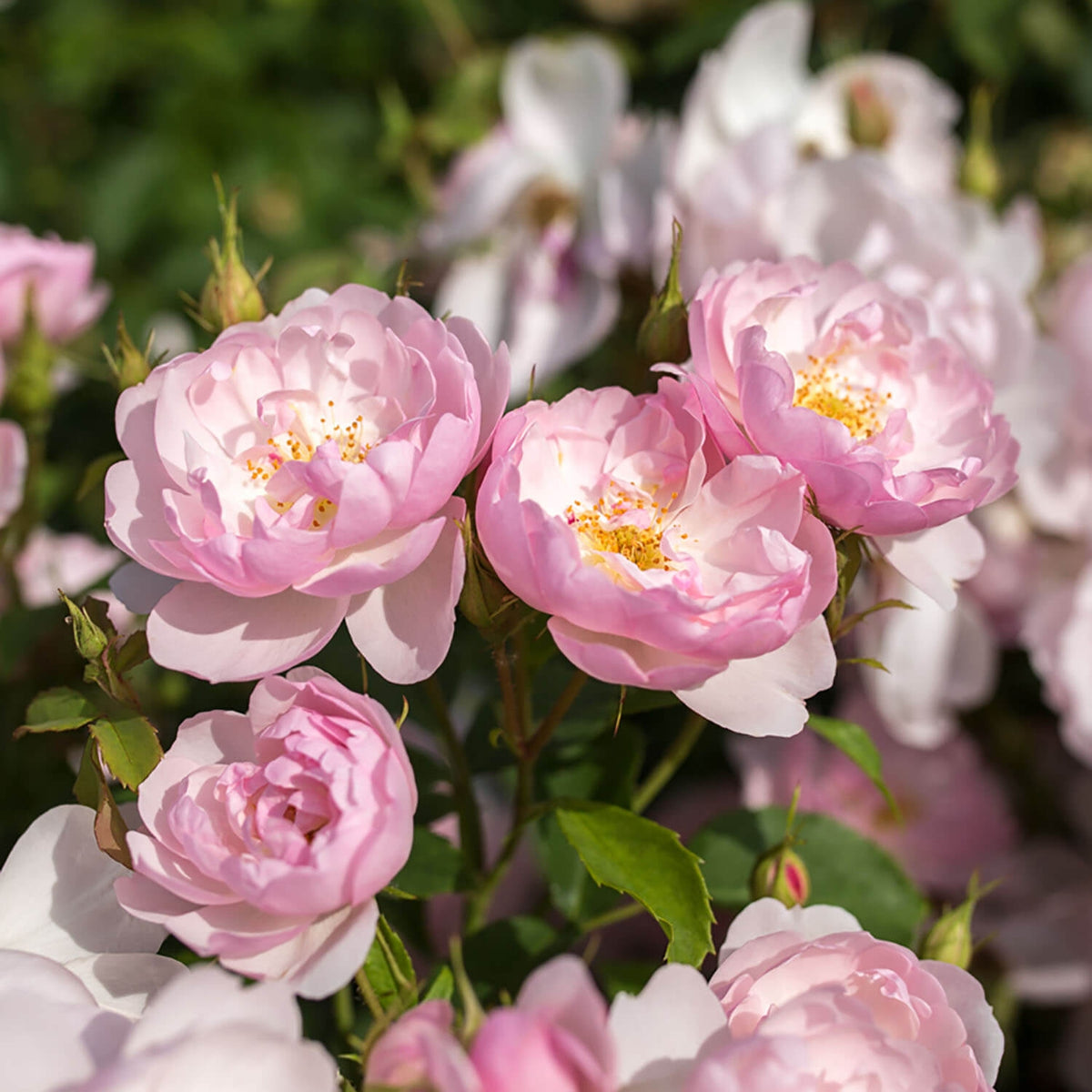 Coel Shrub Roses Scarborough Fair (Ausoran) | English Shrub Rose | David Austin Roses
