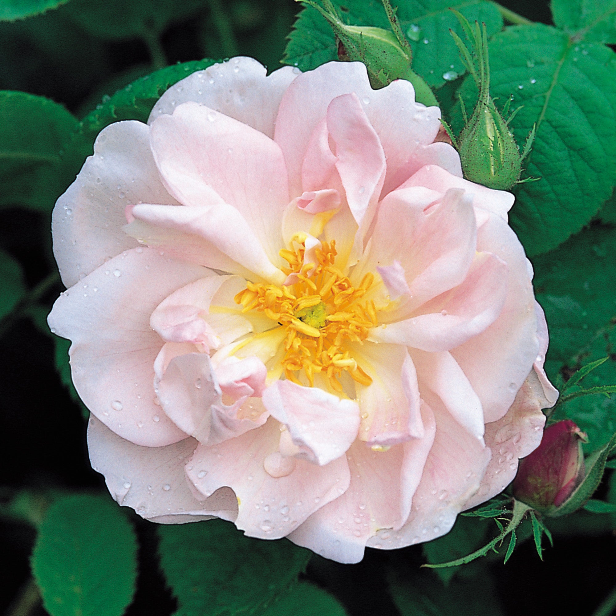 York and Lancaster | Old Rose | David Austin Roses