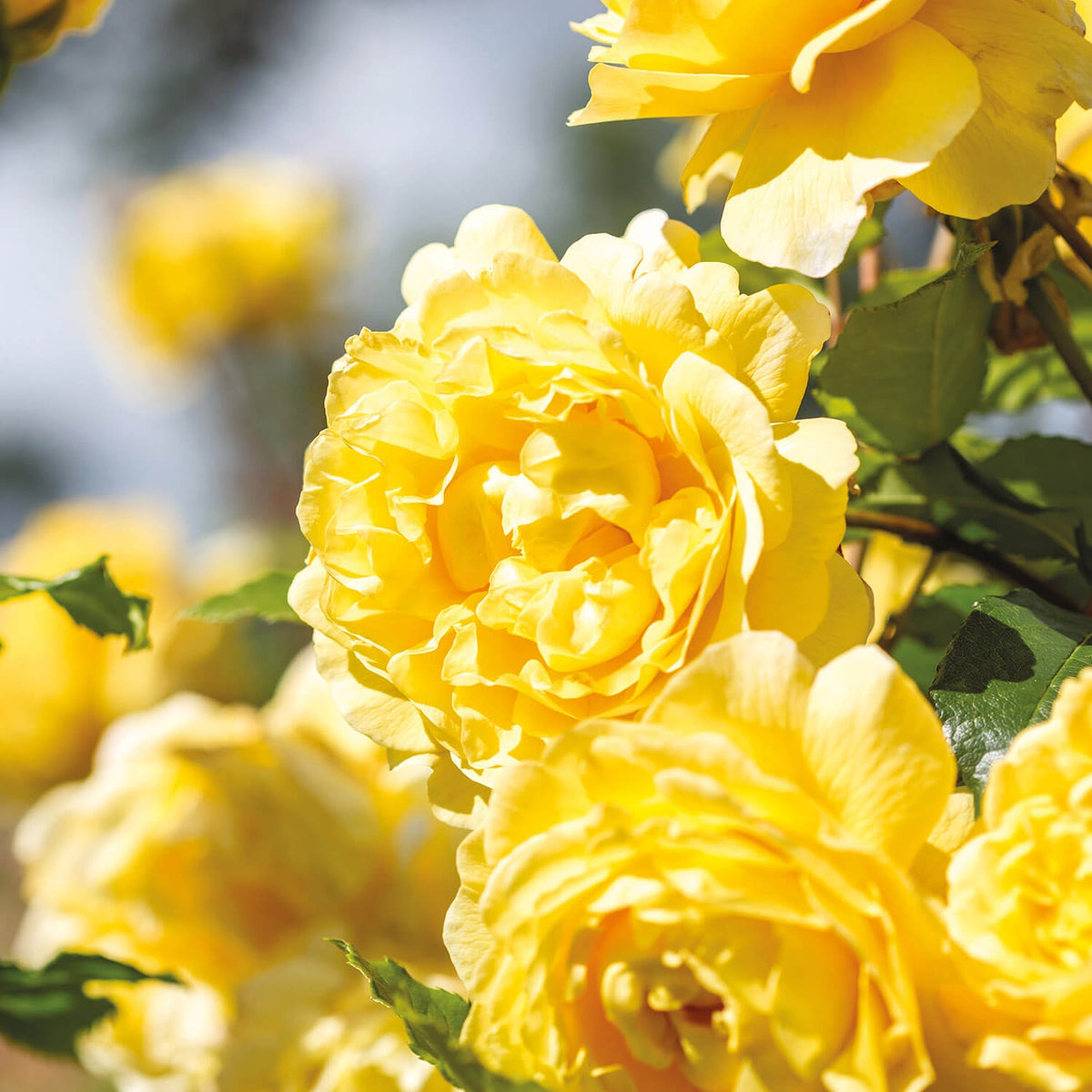The Poet's Wife (Auswhirl) | English Shrub Rose | David Austin Roses
