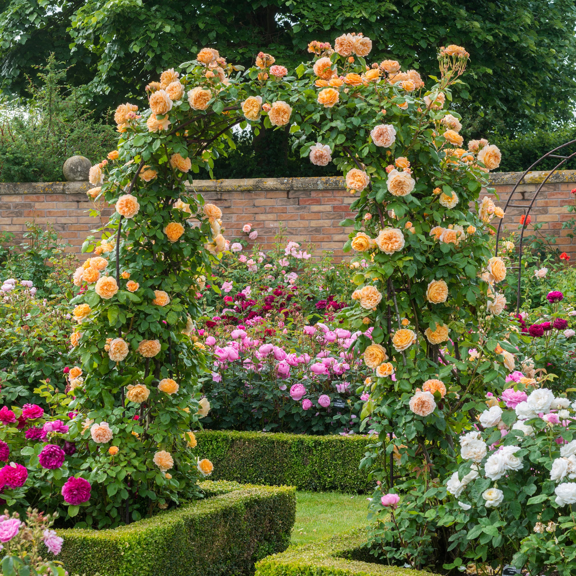 Crown Princess Margareta