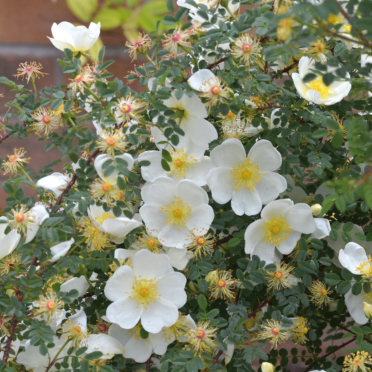 Wild Roses Wildcat Wild Roses | David Austin Roses