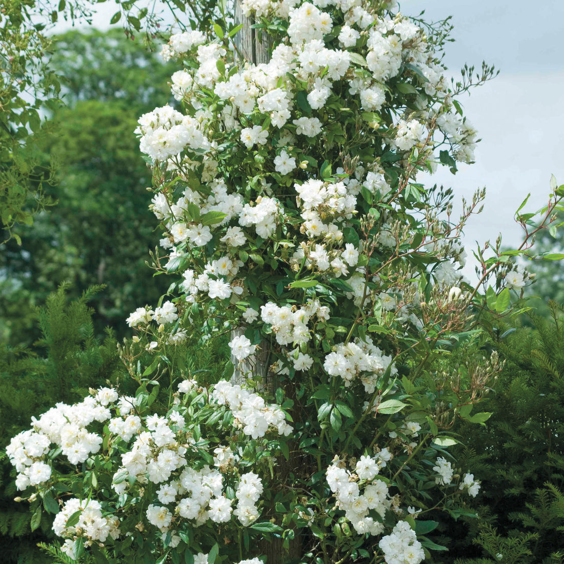 English Rambler Roses | David Austin Roses