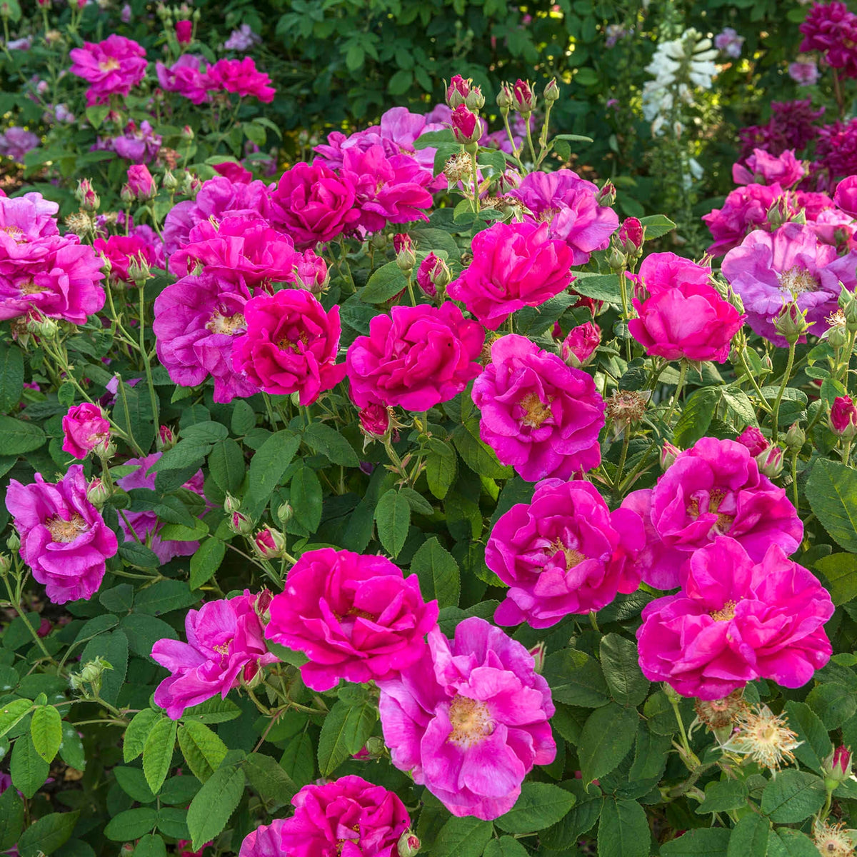 R. gallica 'Officinalis' | Old Rose | David Austin Roses