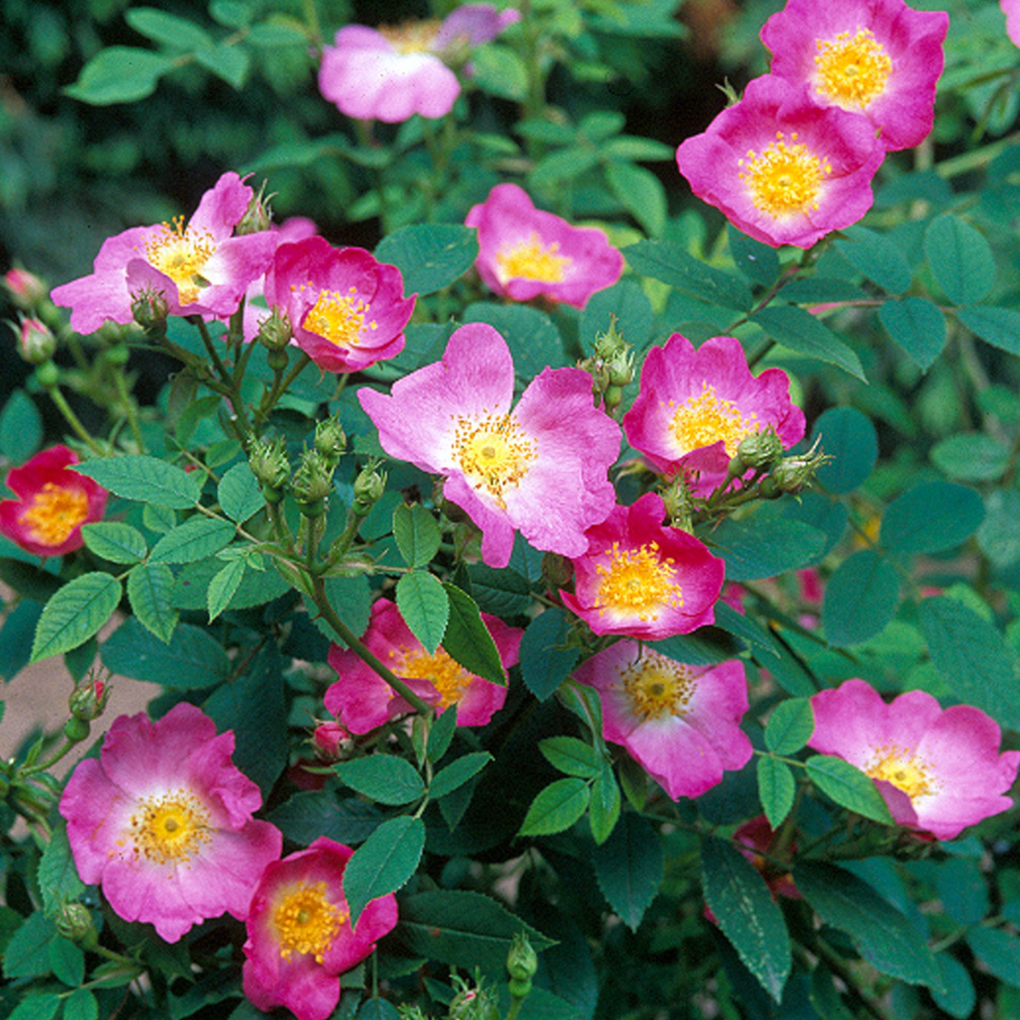 R. canina ‘Andersonii’