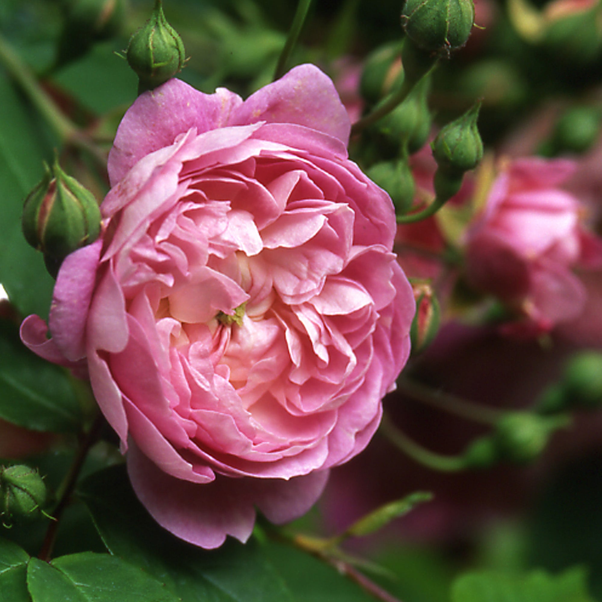 Flora | Rambling Rose | David Austin Roses