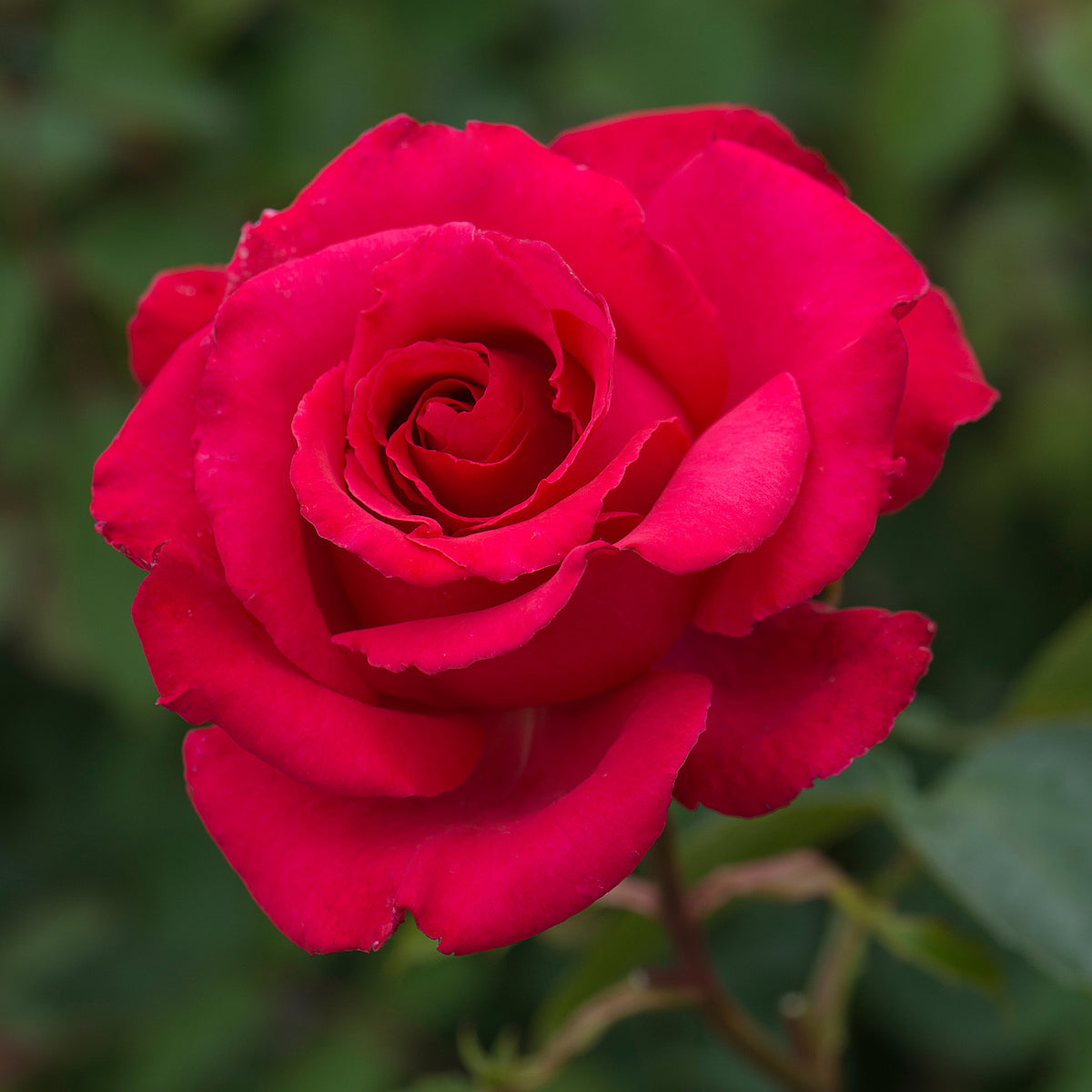 Red Climbing Rose | David Austin Roses