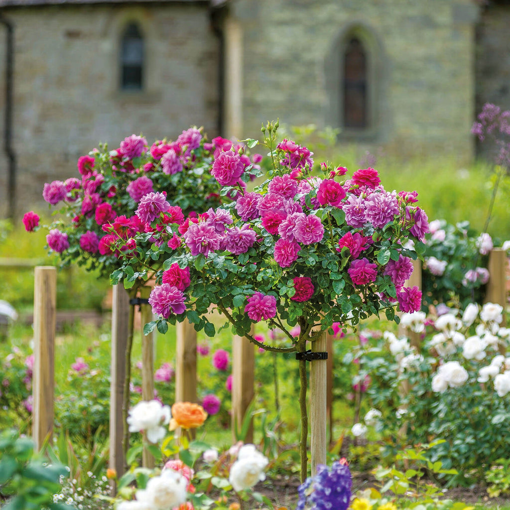 Trees And Roses Standard Tree Roses | Rose Trees | David Austin Roses