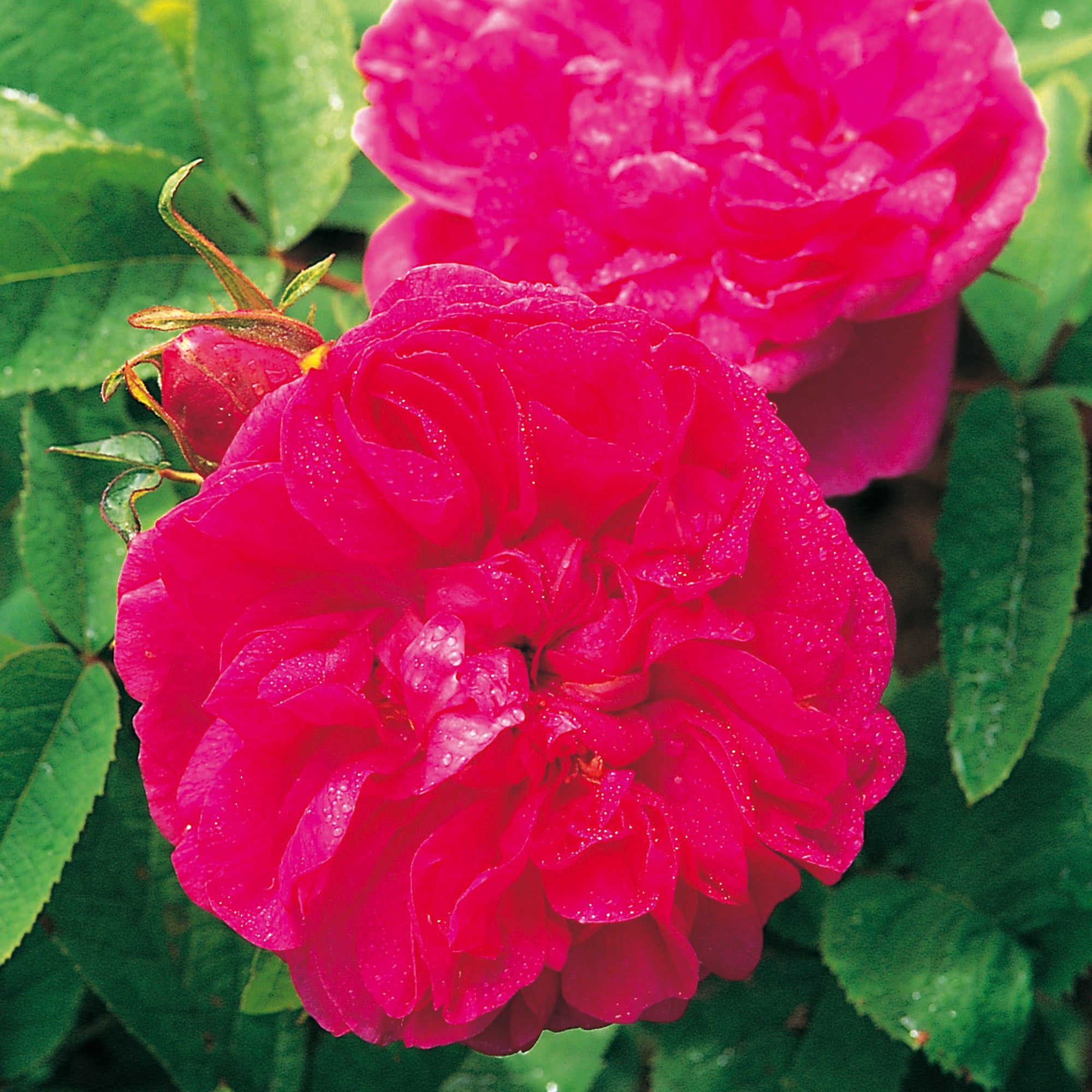 Rose du Roi