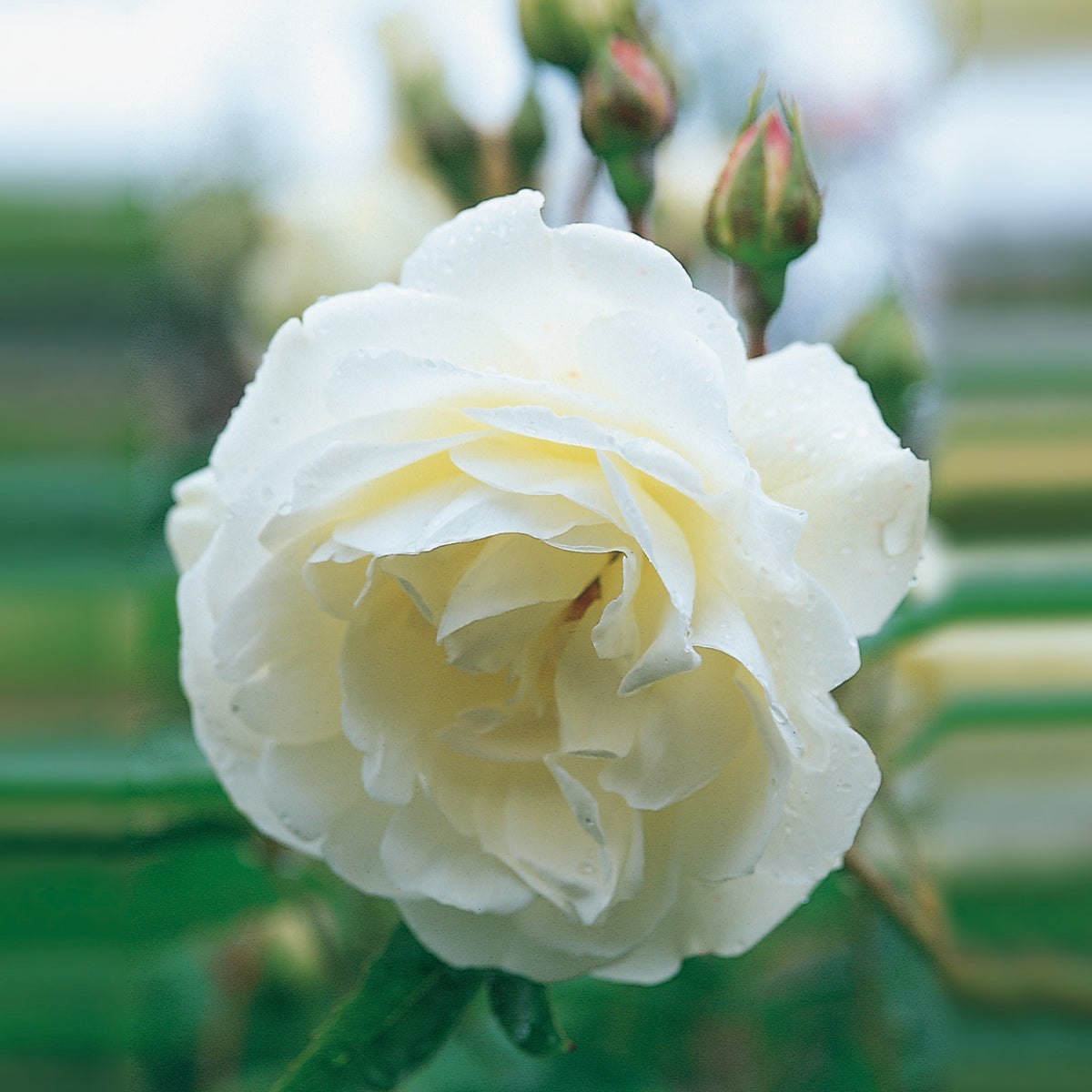 Iceberg | Floribunda | David Austin Roses