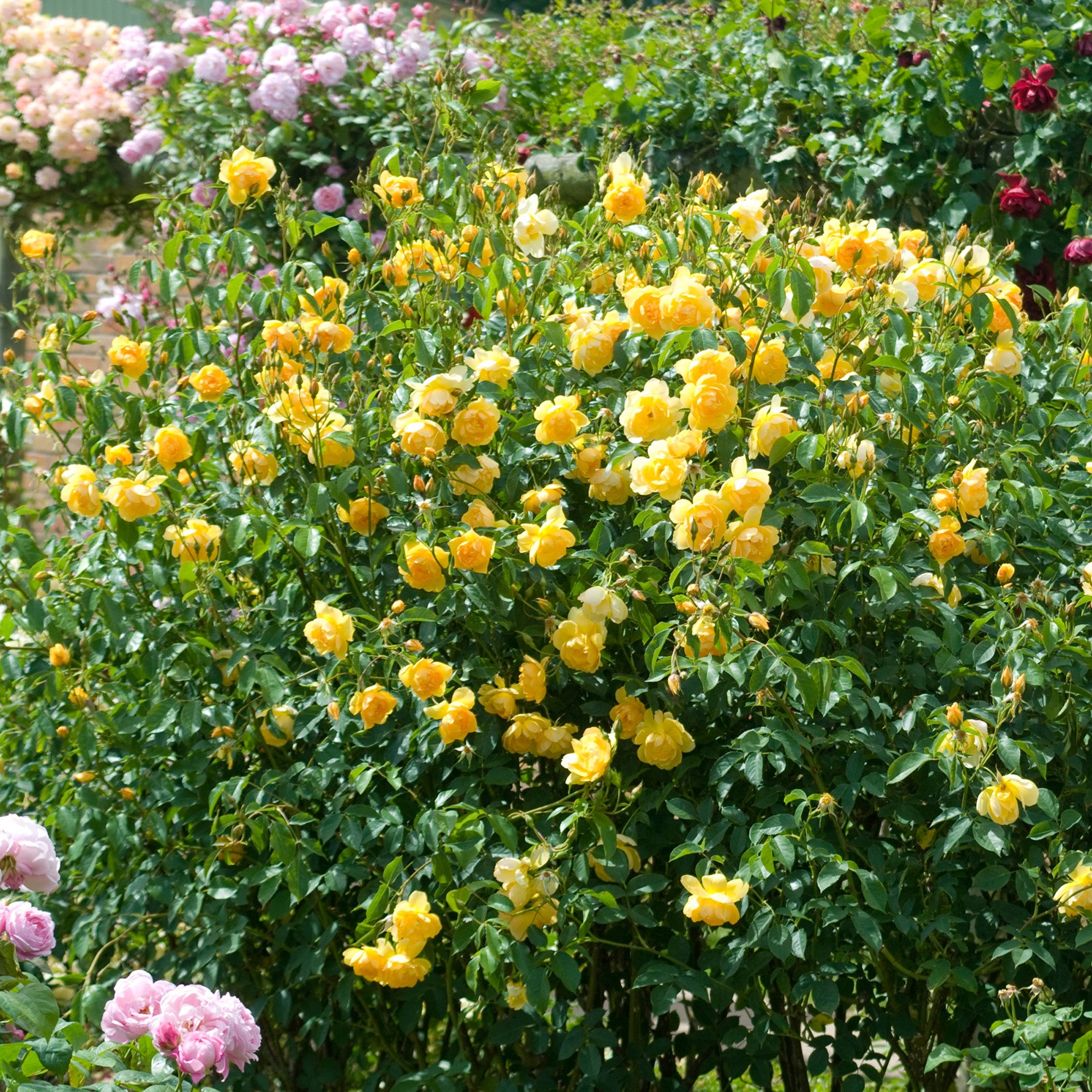 Buttercup (Ausband) | English Shrub Rose | David Austin Roses