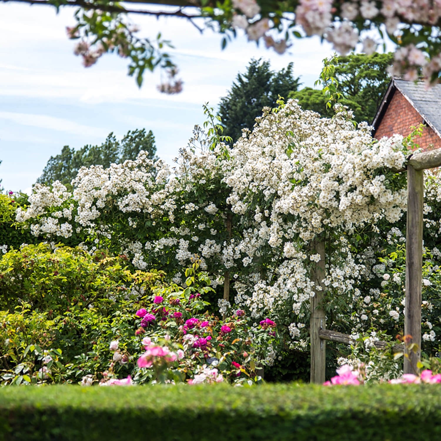 Rumbling Rector Róza Rambling Rector | Rambling Rose | David Austin Roses