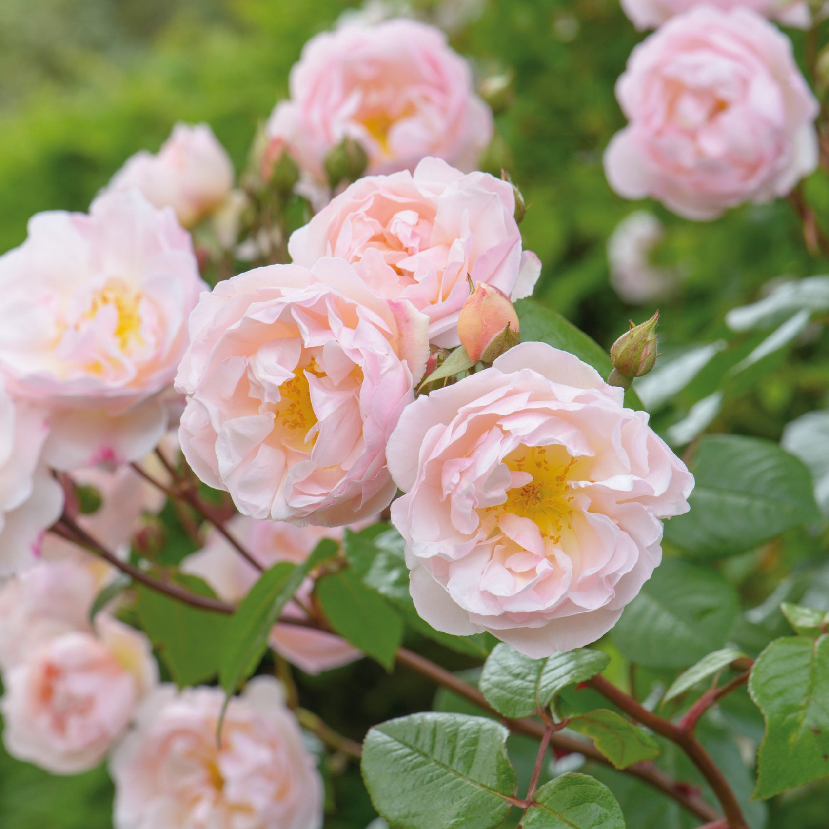 the-lady-of-the-lake-ausherbert-english-rambling-rose-david