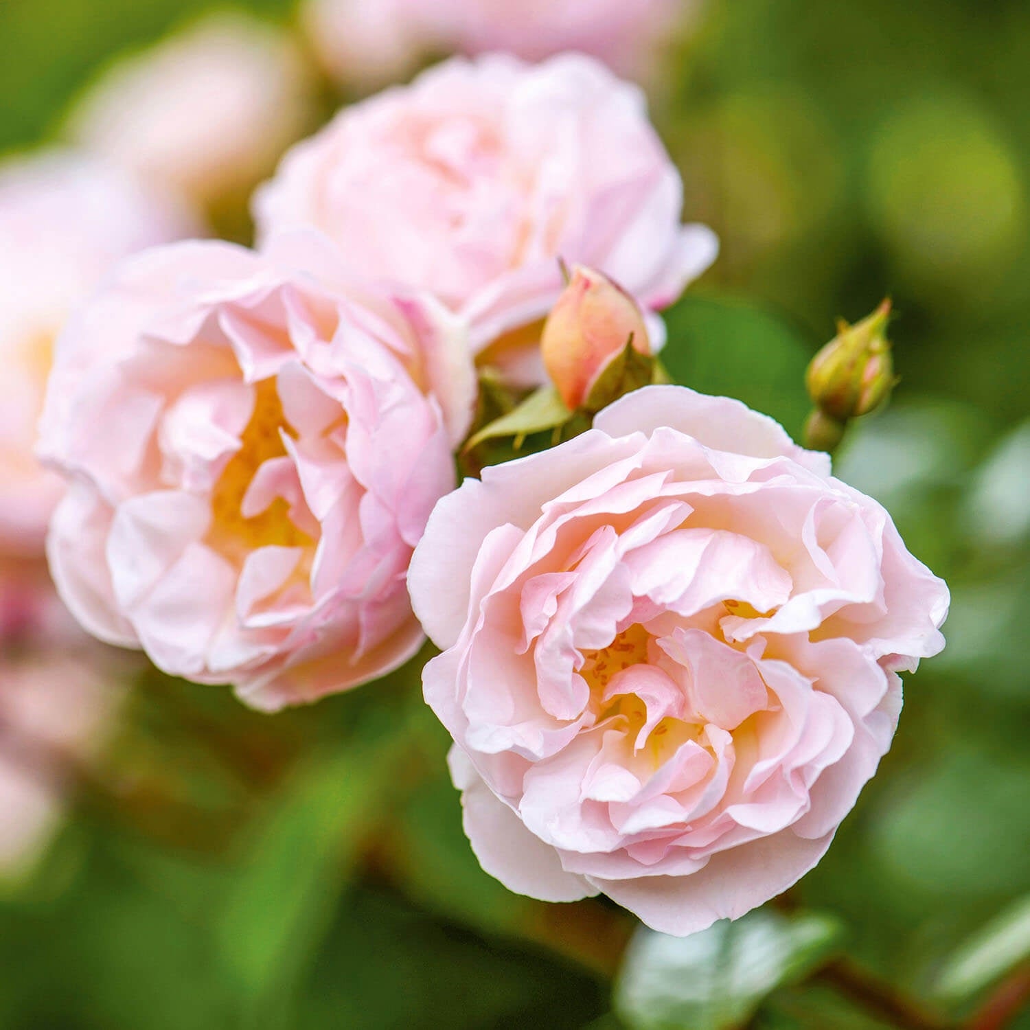 The Lady Of The Lake Ausherbert English Rambling Rose David the-lady-of-the-lake-ausherbert-english-rambling-rose-david