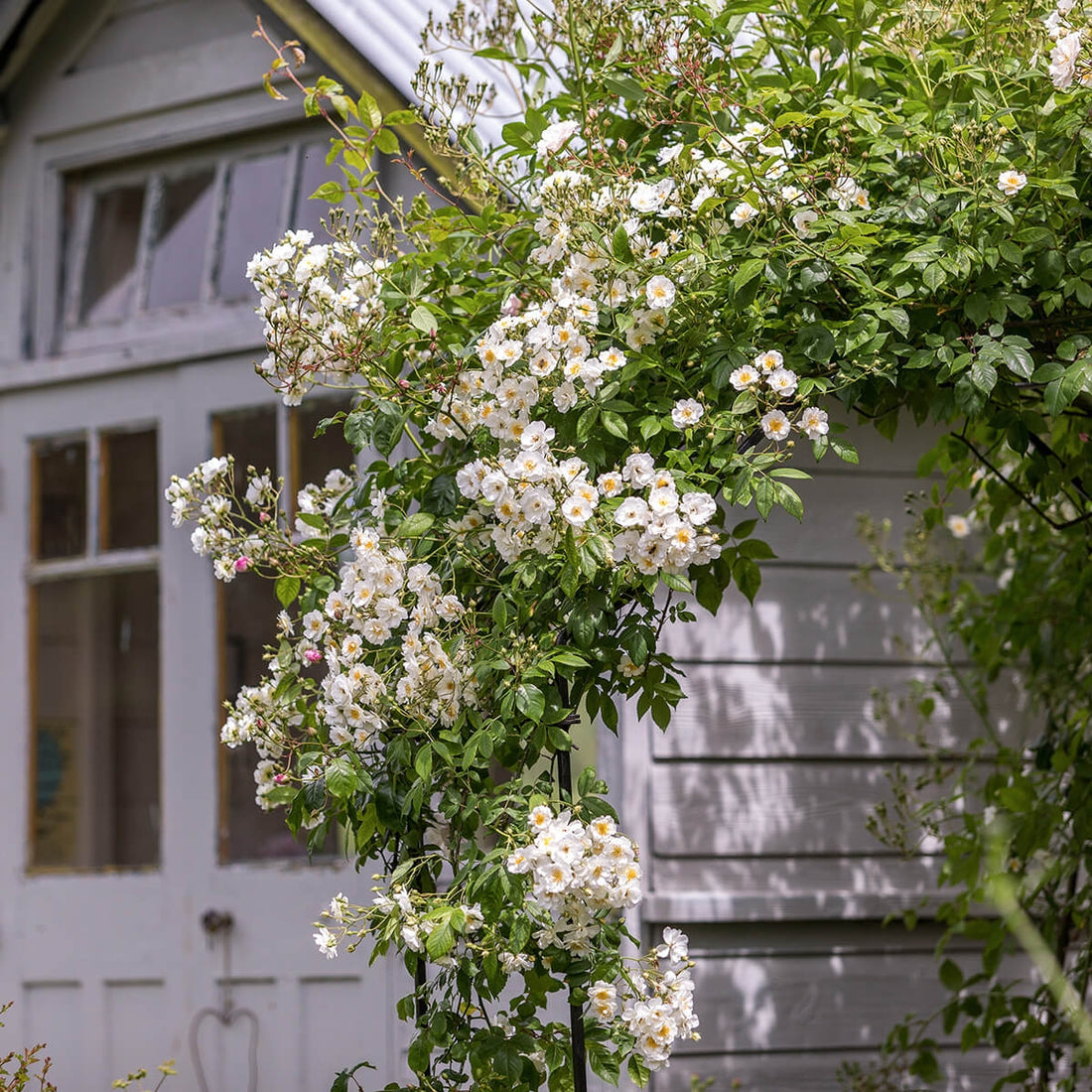 Rambling Rector | Rambling Rose | David Austin Roses