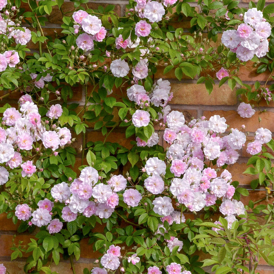 Rambling Roses - David Austin roses