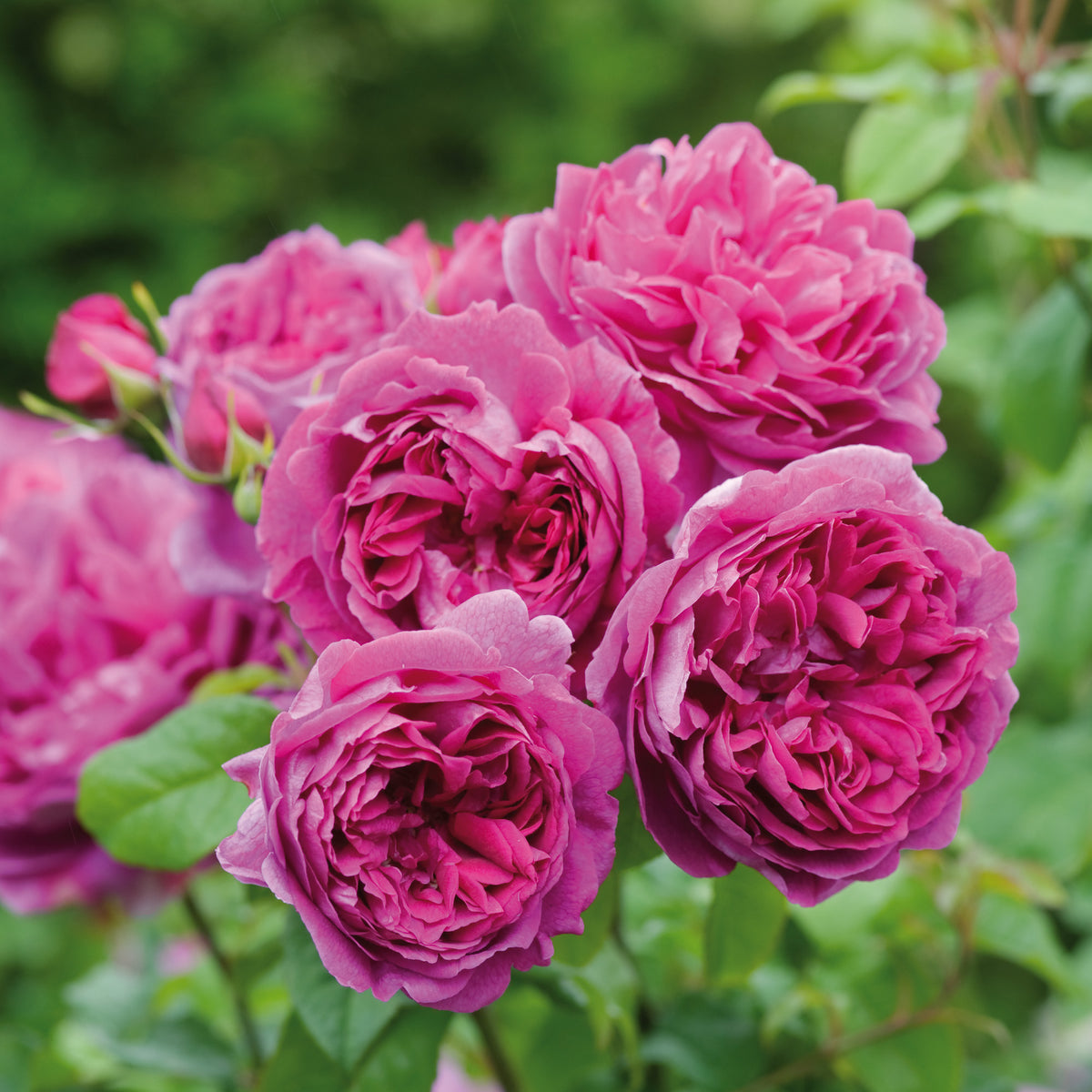 Young Lycidas (Ausvibrant) | English Standard Tree Rose | David Austin ...