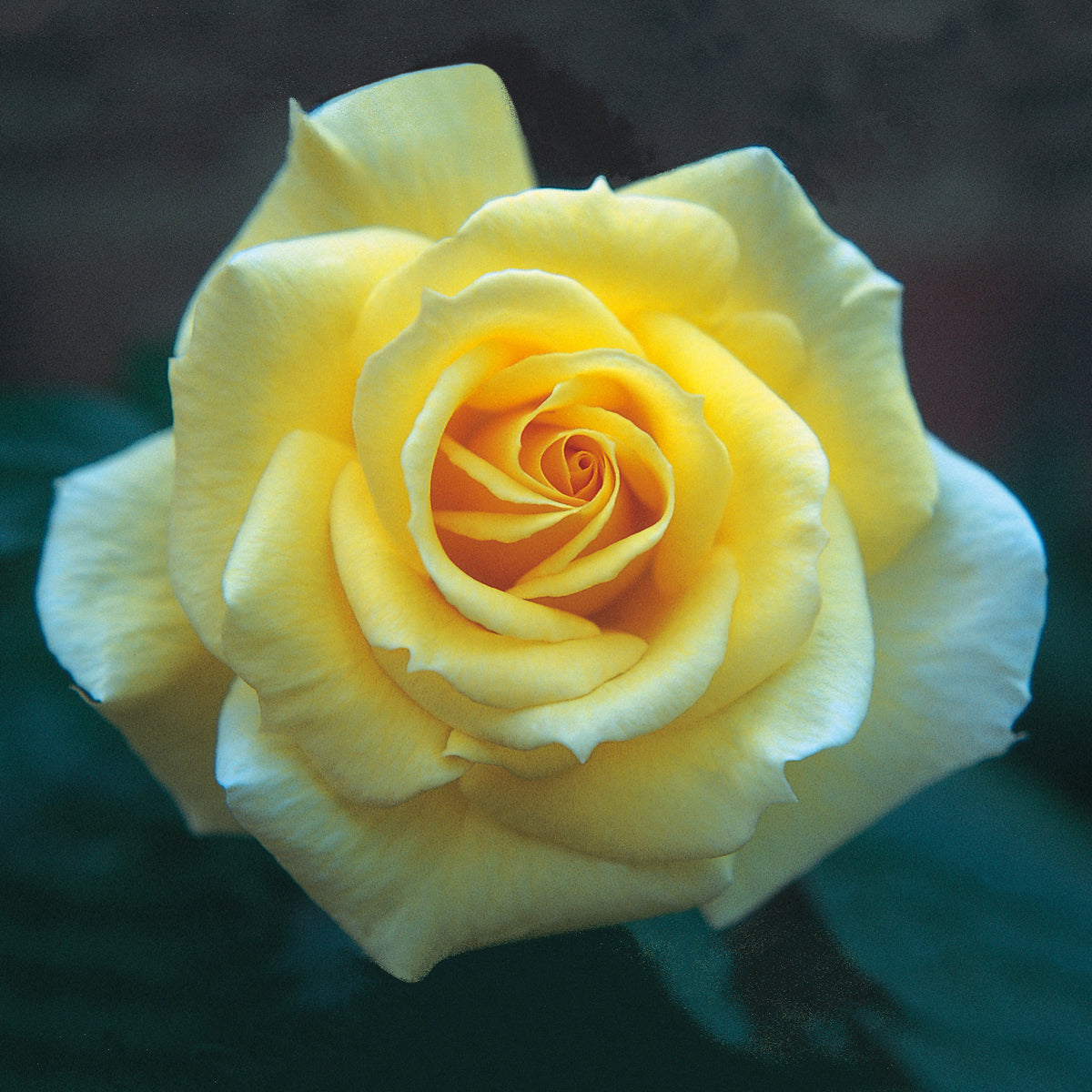Yellow Climbing Roses | David Austin Roses