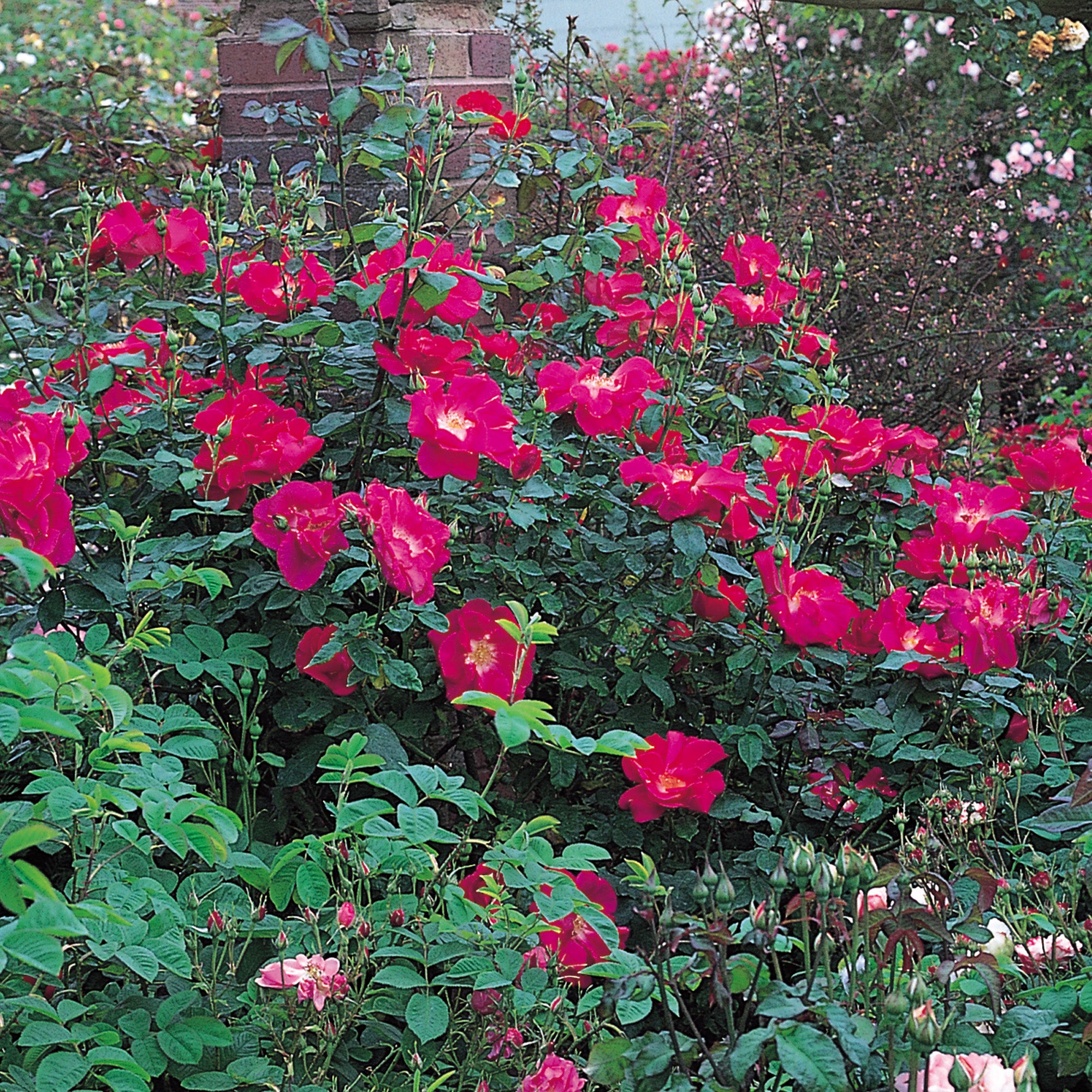 Madeline Shrub Roses Modern Shrub Roses | David Austin Roses