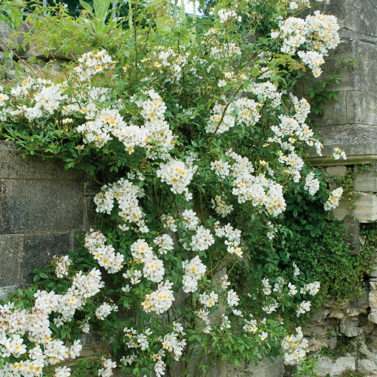 Wedding Day | Rambling Rose | David Austin Roses