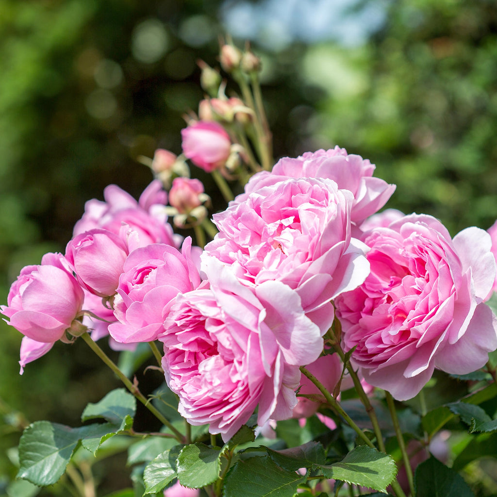 Maid Marion (Austobias) | English Shrub Rose | David Austin Roses