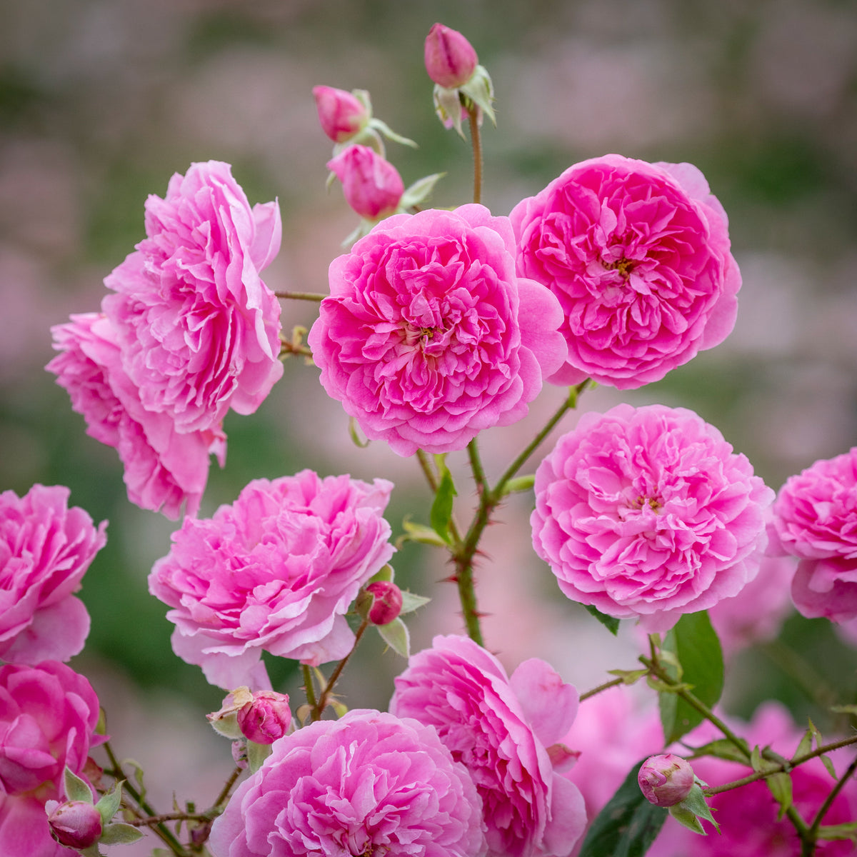 Ehglish Roses Shop all English Roses - English Roses | David Austin Roses