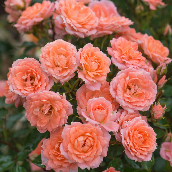 Small Flowered Roses Small Roses | David Austin Roses