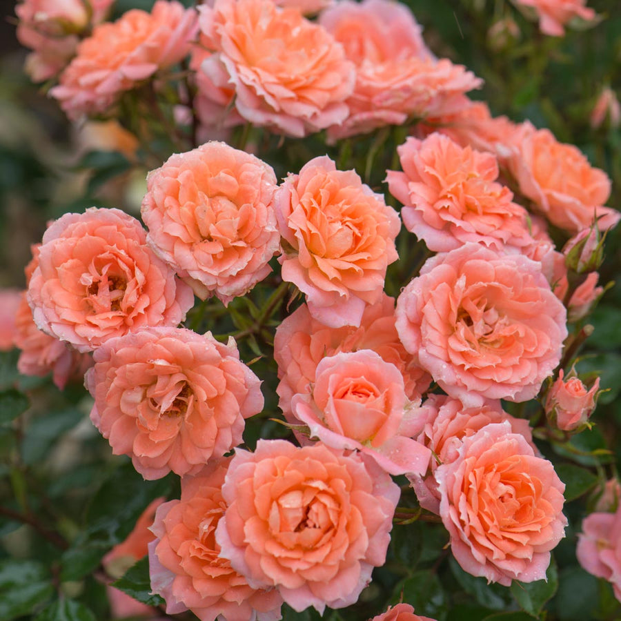 Patio Roses | David Austin Roses
