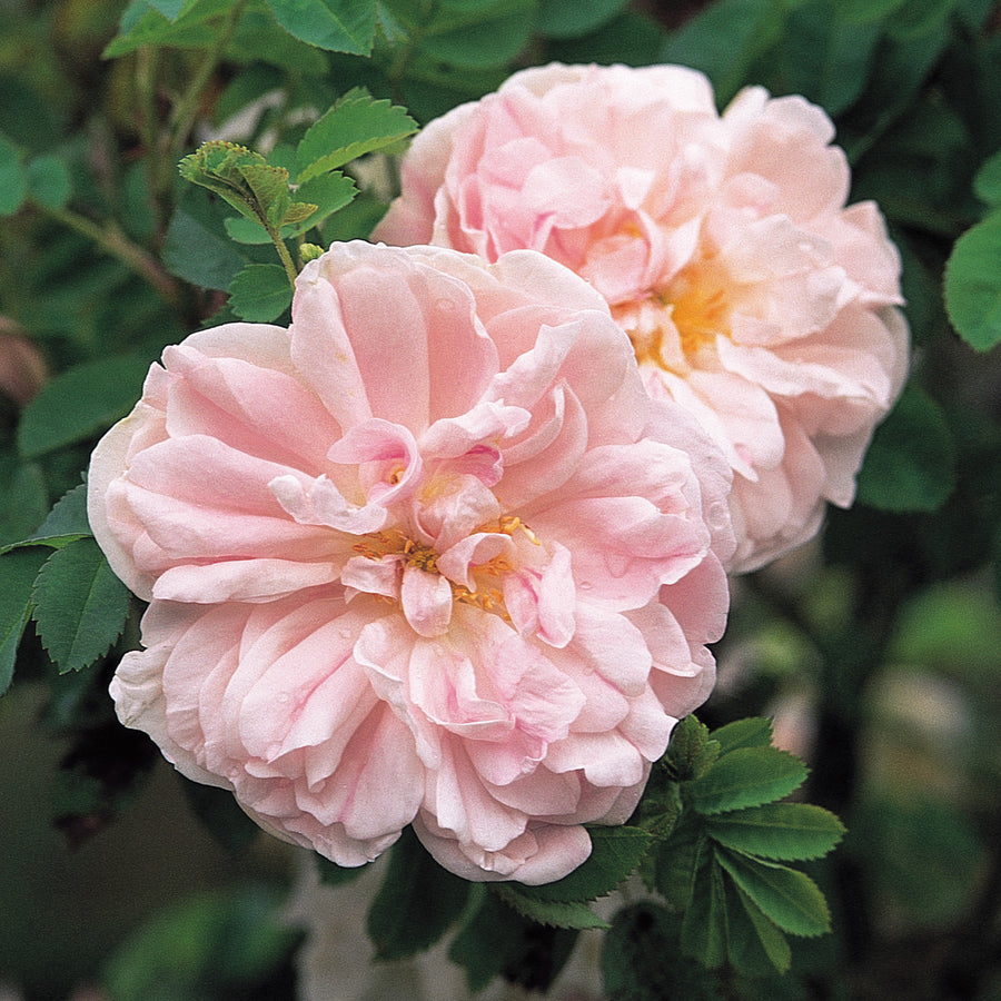 Scottish Rose s | David Austin Roses