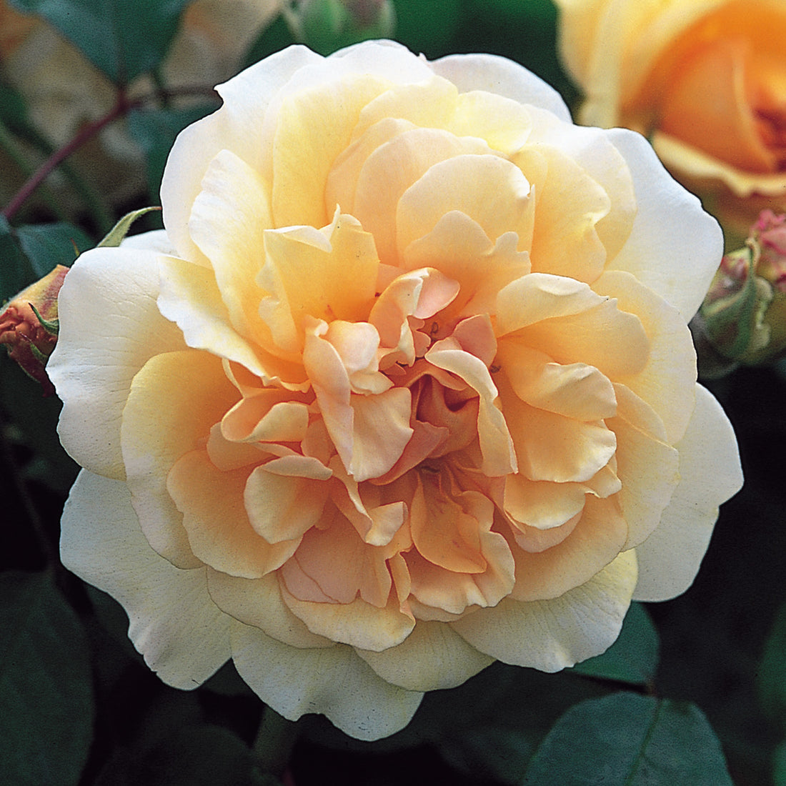 Hybrid Musk Roses | David Austin Roses