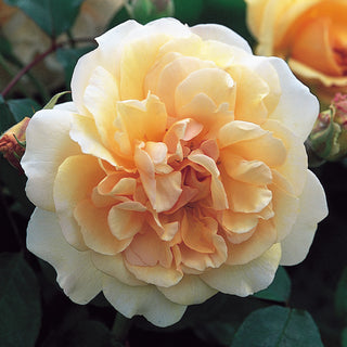 Buff Beauty | Shrub Rose | David Austin Roses