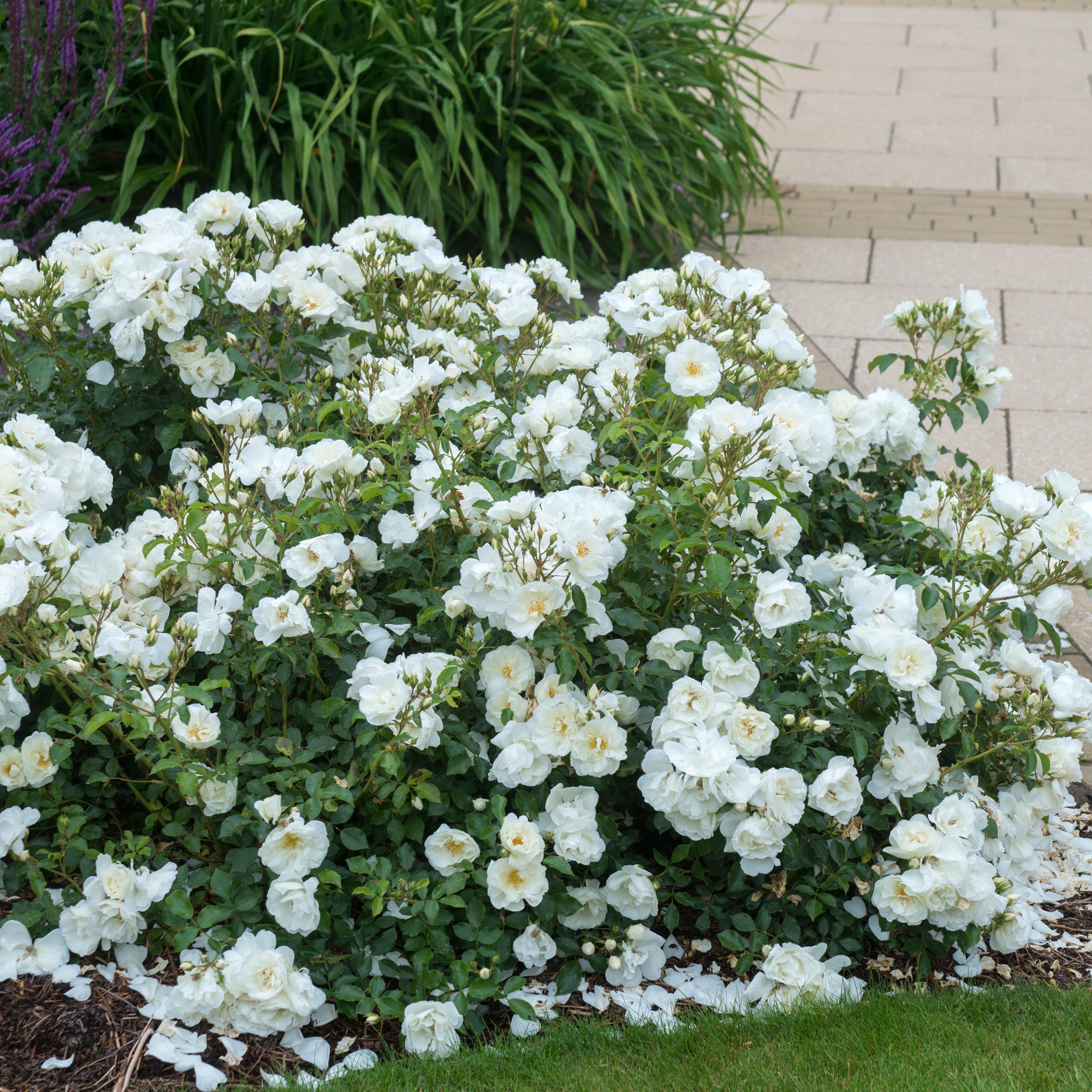 White Flower Carpet