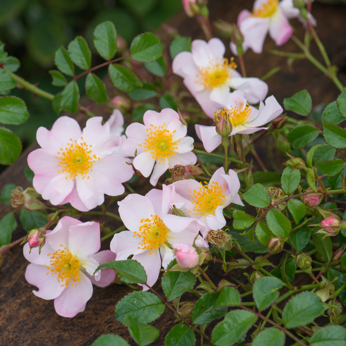 Grouse 2000 | Ground Cover Rose | David Austin Roses