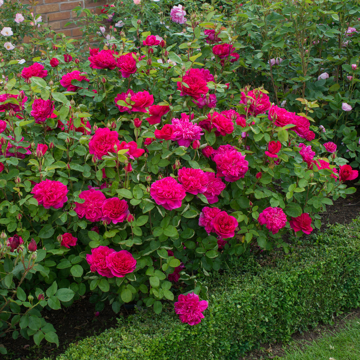 Qahrub Roses Red Shrub Roses | David Austin Roses