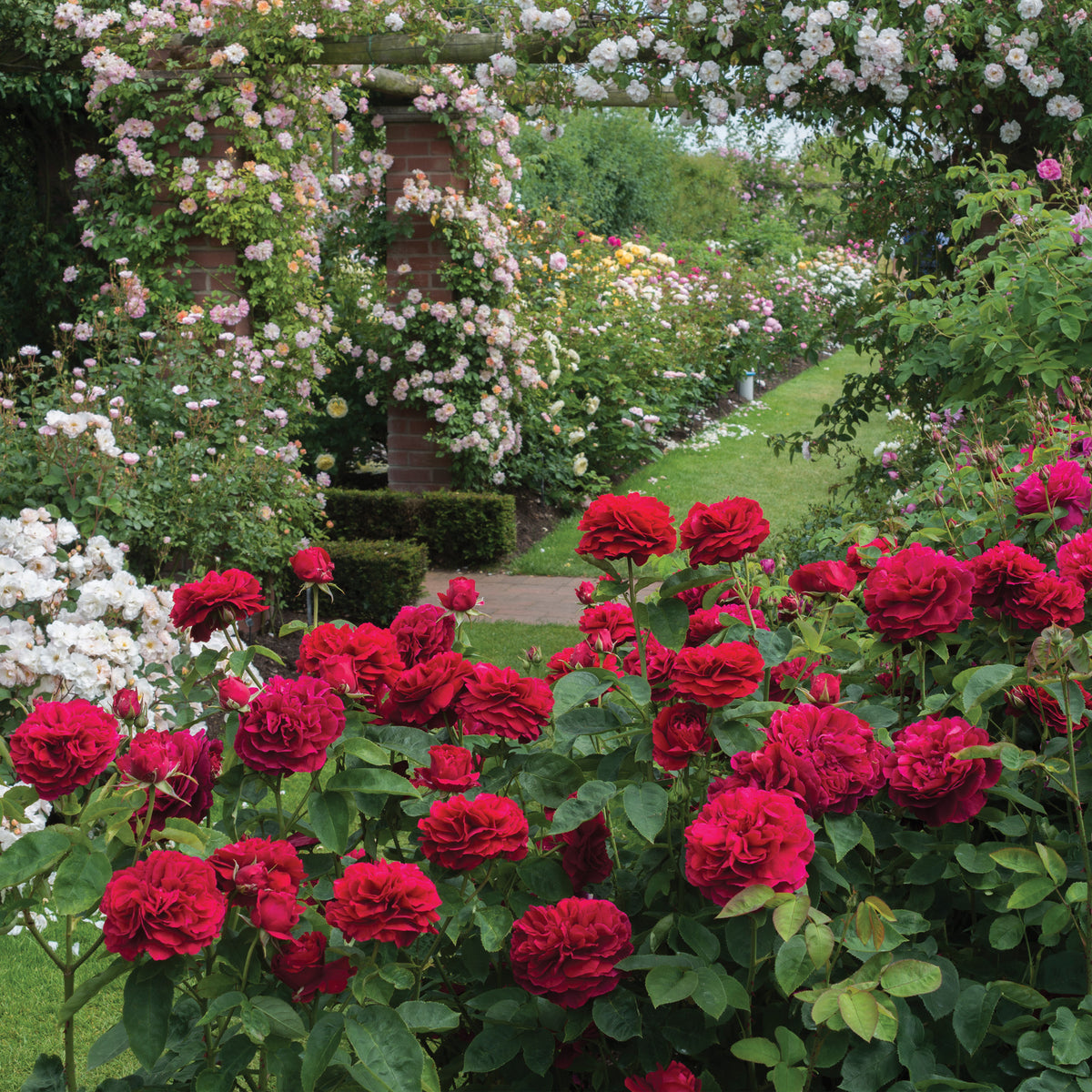 Coel Shrub Roses Red Shrub Roses | David Austin Roses