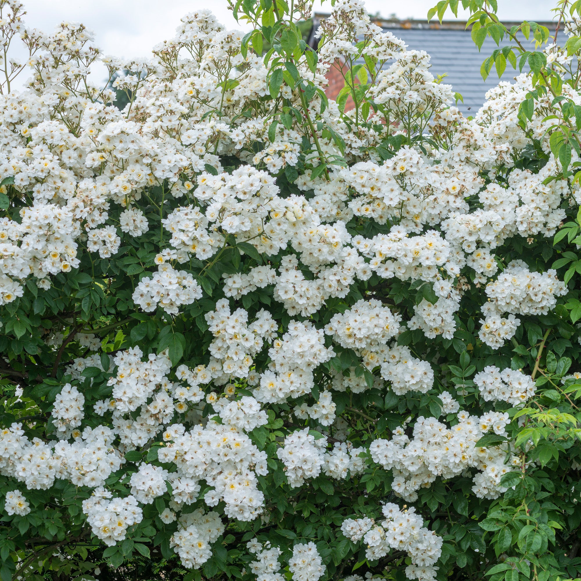 Rambling Rector | Rambling Rose | David Austin Roses