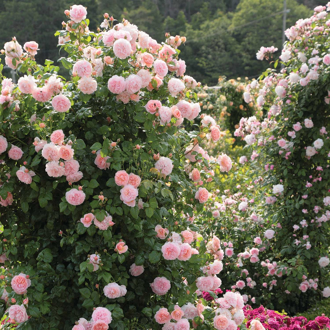 Strawberry Hill (Ausrimini) | English Climbing Rose | David Austin Roses