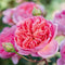 Boscobel®