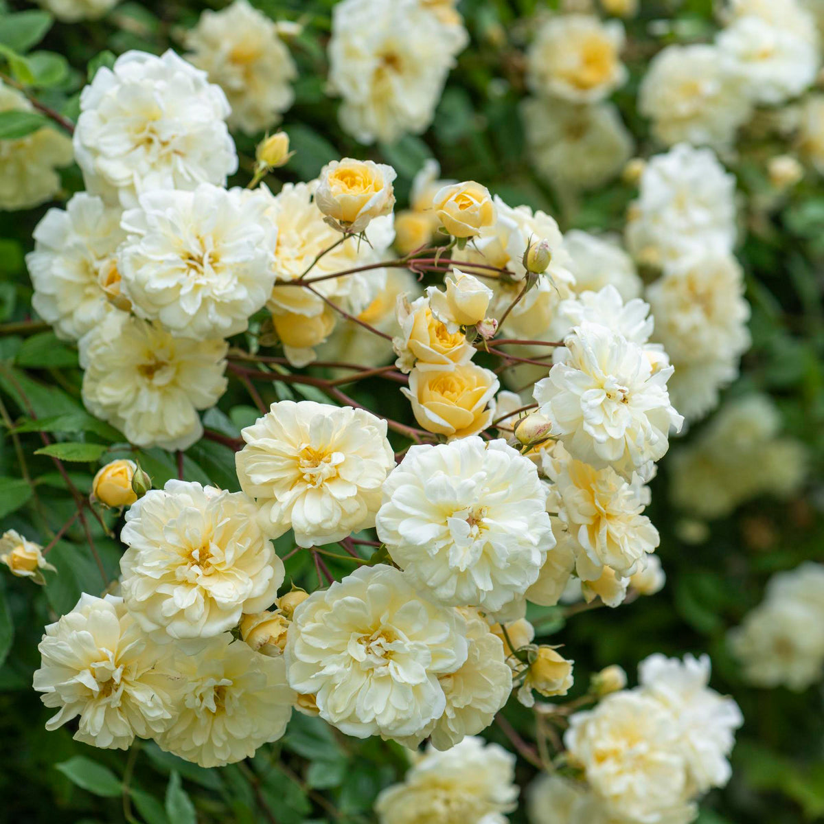 Yellow Roses | David Austin Roses