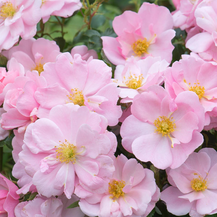 Small Flowered Roses Small Roses | David Austin Roses