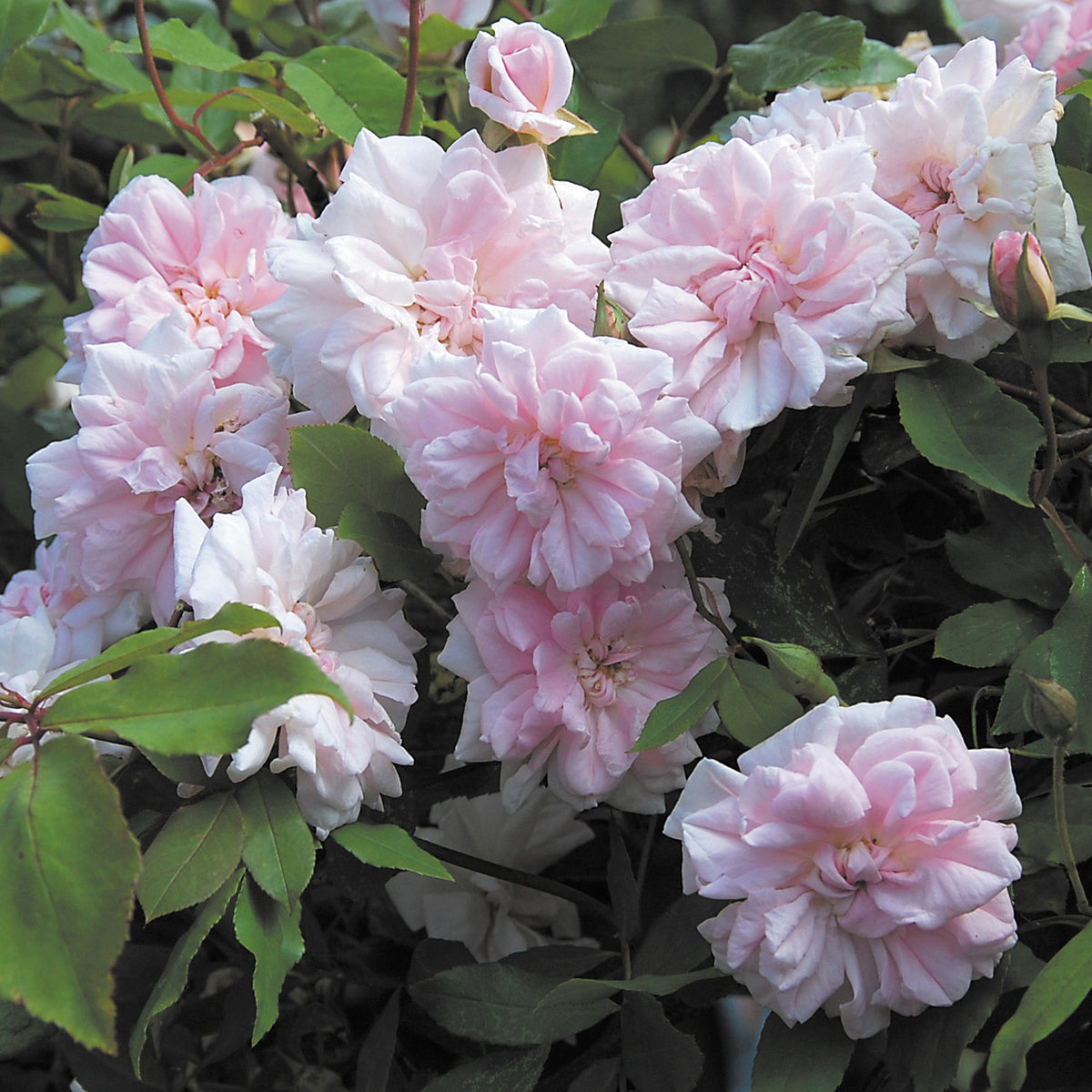 Miniature Roses | David Austin Roses
