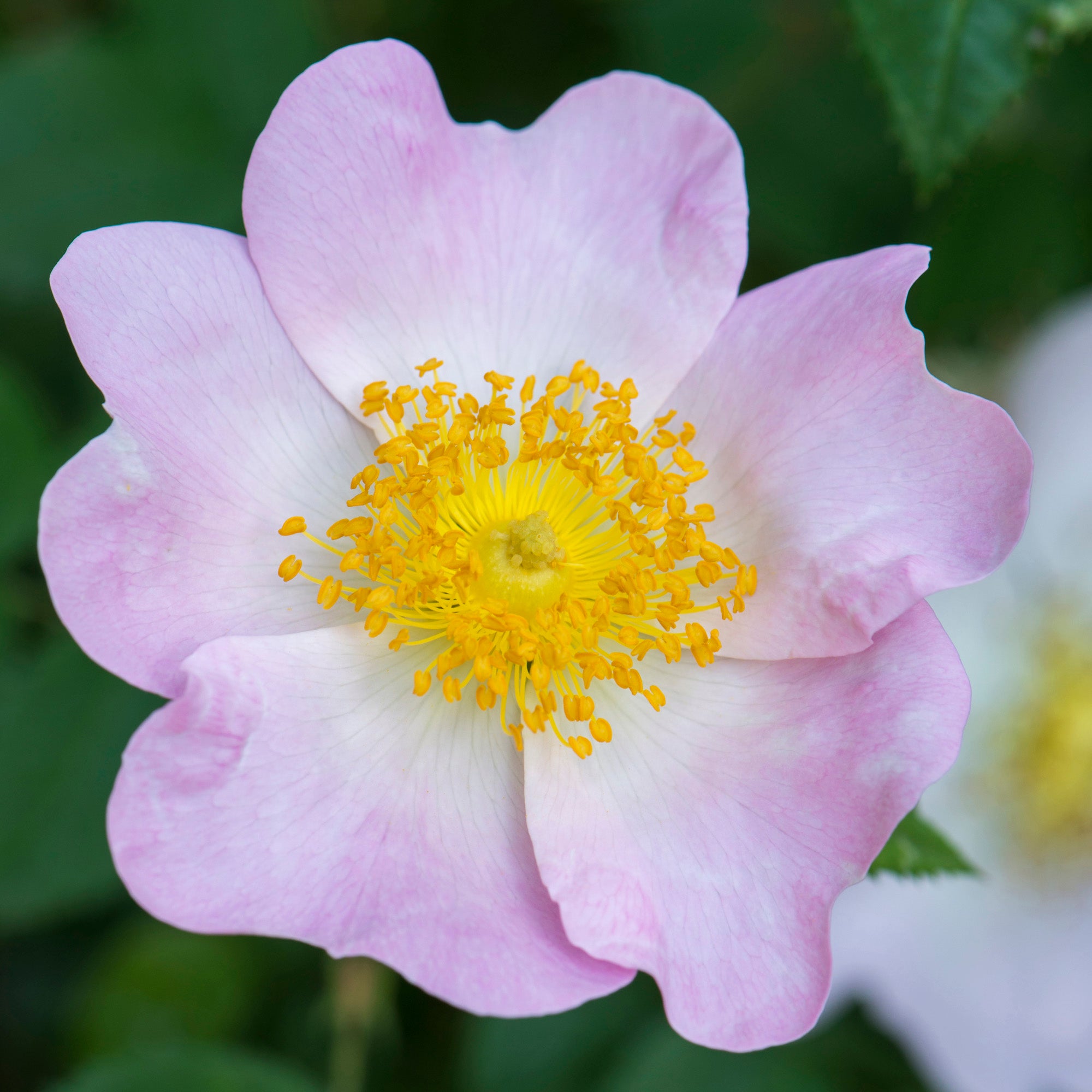 R. x richardii