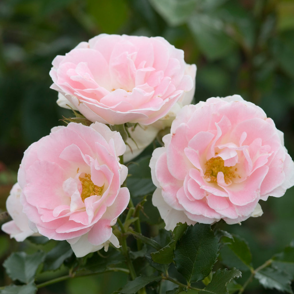 Patio Roses | David Austin Roses