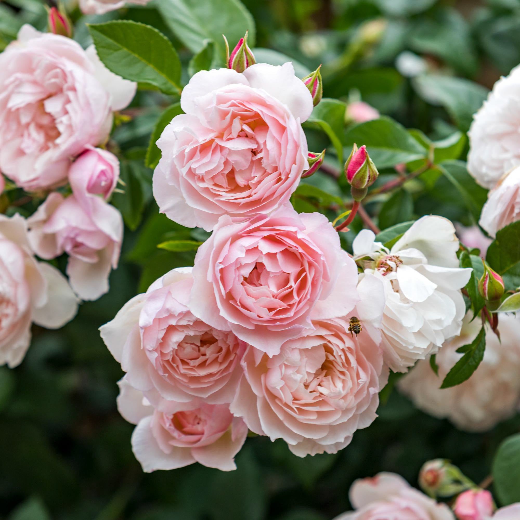 Most Fragrant Climbing Roses UK David Austin Roses Most Fragrant Climbing Roses UK David Austin Roses