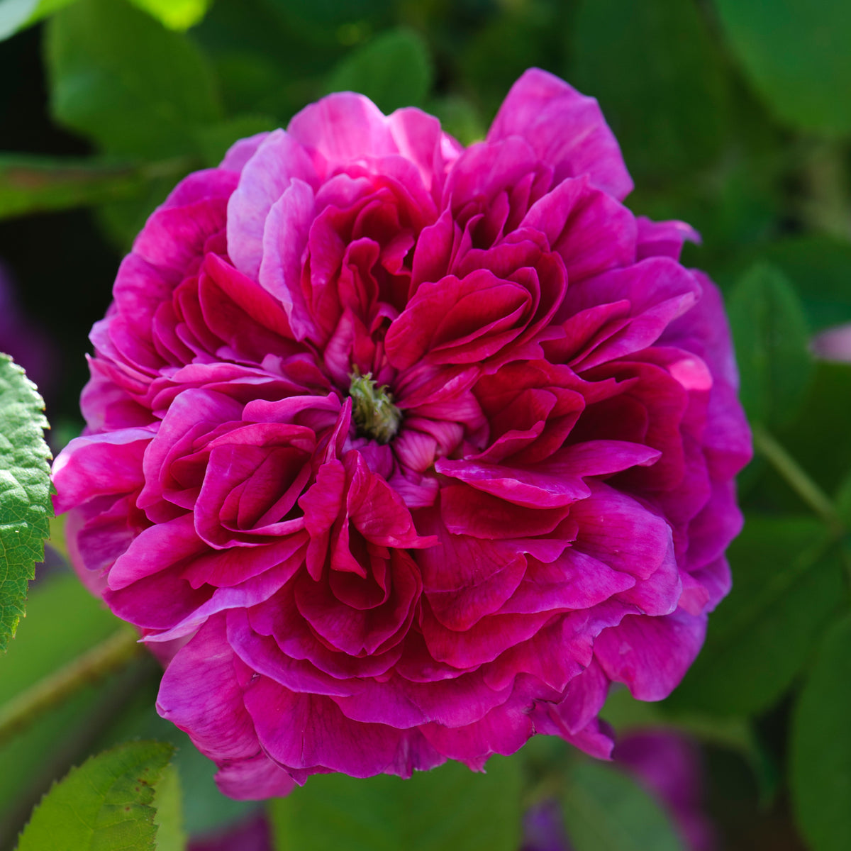Sissinghurst Castle | Old Rose | David Austin Roses
