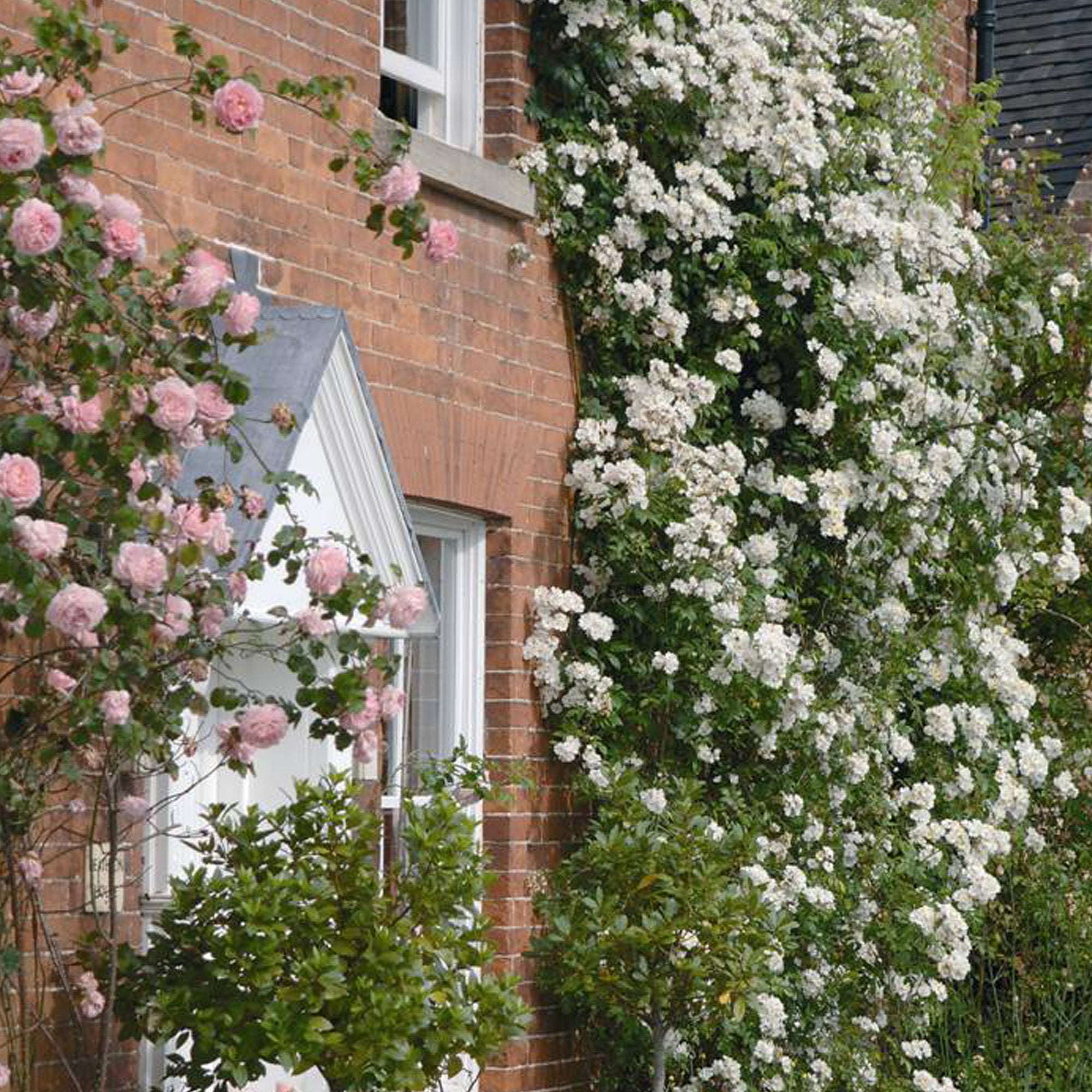 Rumbling Rector Róza Rambling Rector | Rambling Rose | David Austin Roses