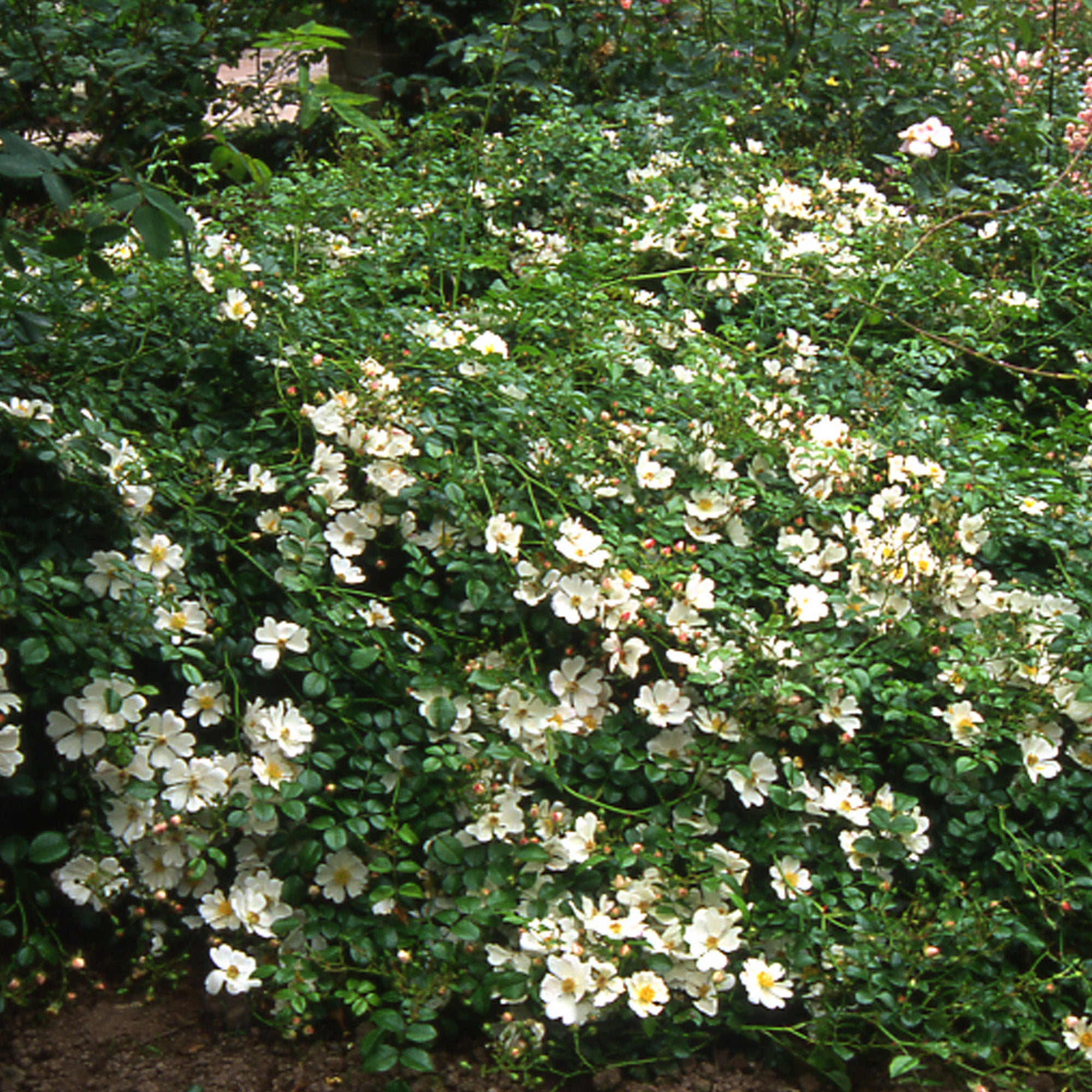 Partridge | Ground Cover Rose | David Austin Roses