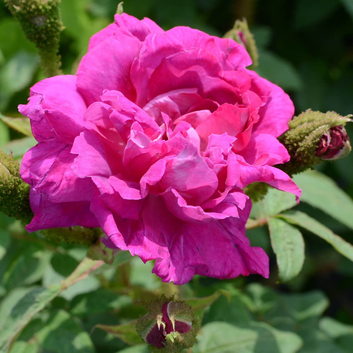 Japonica