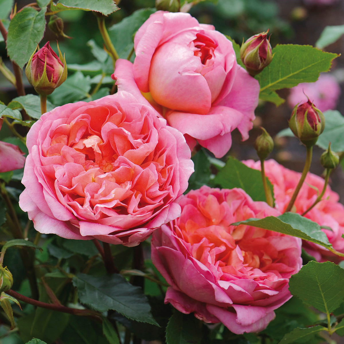 Boscobel (Auscousin) | English Standard Tree Rose | David Austin Roses