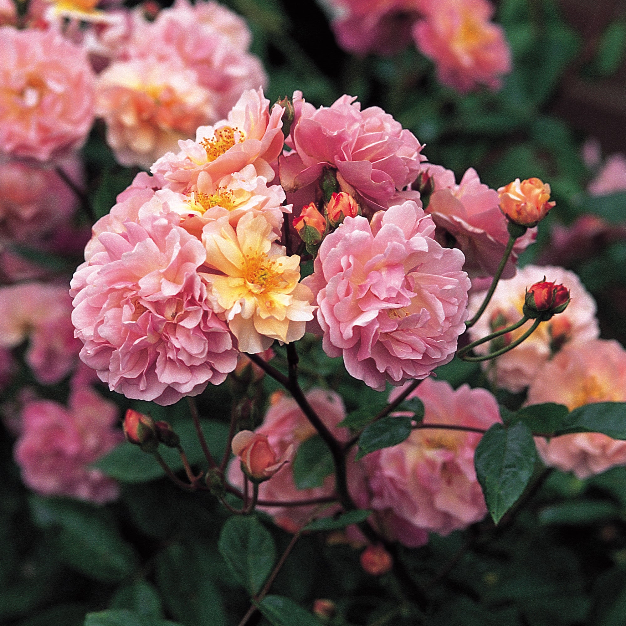 Coel Shrub Roses Cornelia | Shrub Rose | David Austin Roses