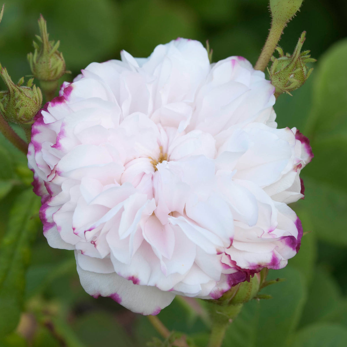 Damask Roses | David Austin Roses